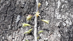 Dendrobium macrostachyum