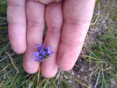 Veronica bellidioides