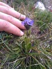 Veronica bellidioides