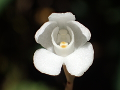 Didymoplexis pallens