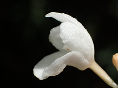 Didymoplexis pallens