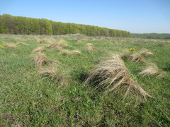 Stipa tirsa