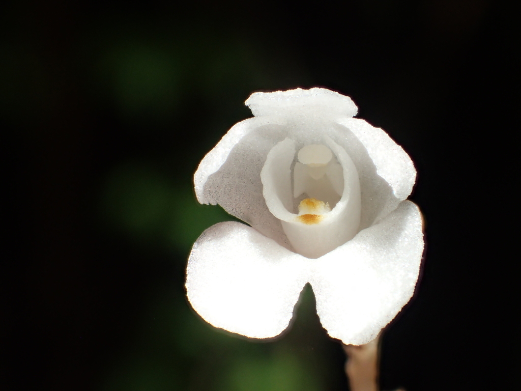 Didymoplexis pallens