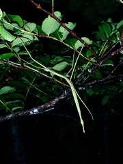 Phasmotaenia