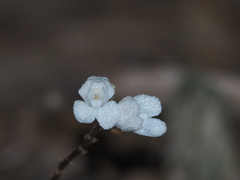 Didymoplexis pallens