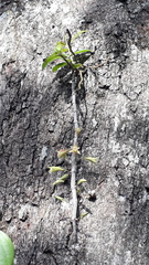 Dendrobium macrostachyum