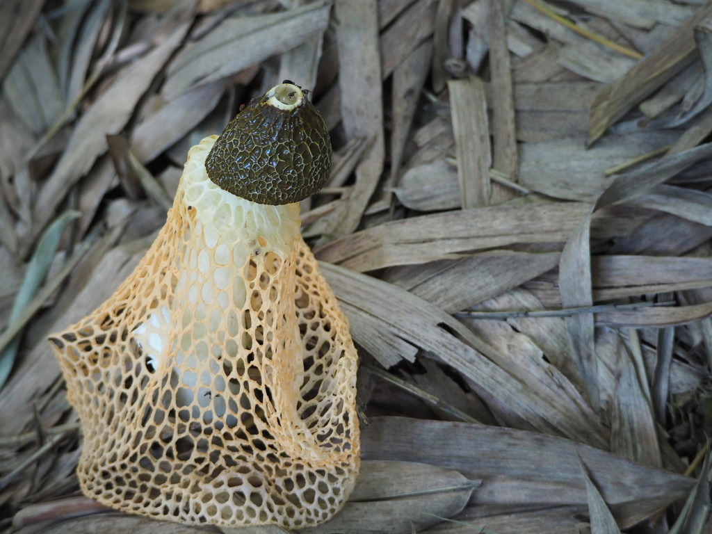 Phallus lutescens · June 2020 · photo: © leaf0605 (iNaturalist, cc0)