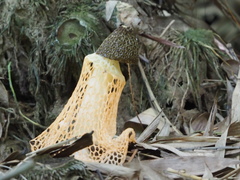 Phallus lutescens