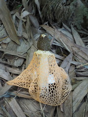 Phallus lutescens