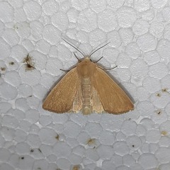 Arenostola phragmitidis