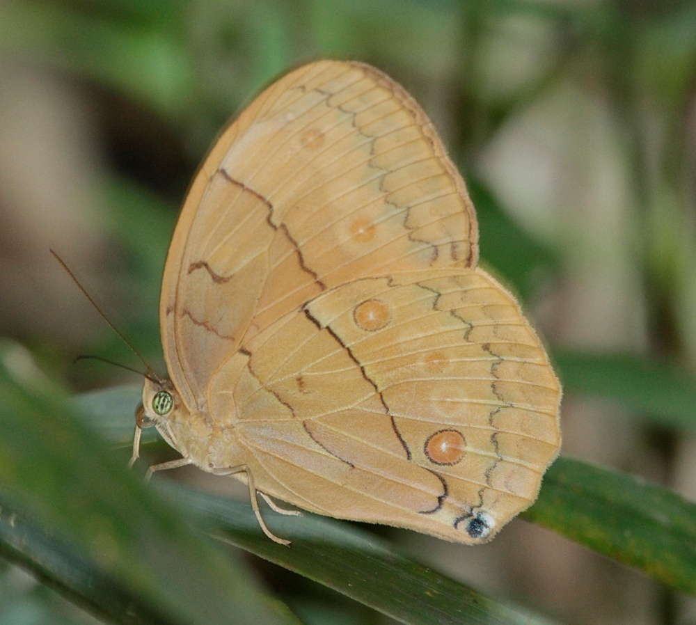 Stichophthalma neumogeni