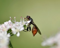 Sphegina