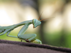 Trachymantis dentifrons