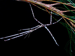 Phasmotaenia