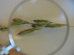 Bromus commutatus