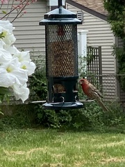 Haemorhous mexicanus