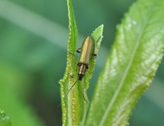 Chrysanthia geniculata
