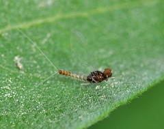 Centroptilum luteolum