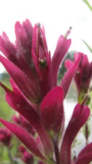 Castilleja purpurascens
