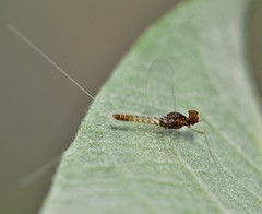 Centroptilum luteolum