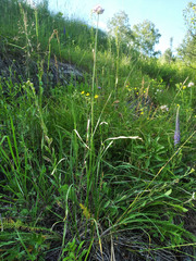 Allium clathratum