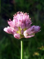 Allium clathratum