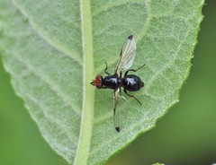 Seioptera vibrans