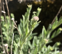 Erigeron petrophilus