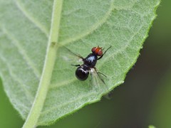 Seioptera vibrans
