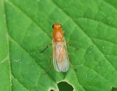 Psila
