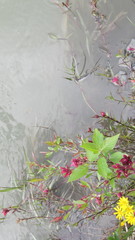 Castilleja purpurascens