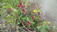 Castilleja purpurascens
