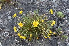 Taraxacum longicorne