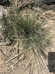 Corynephorus canescens