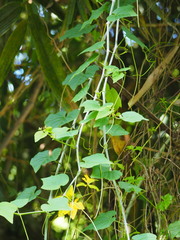 Cissus kerrii