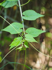 Cissus kerrii