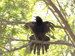 Quiscalus mexicanus