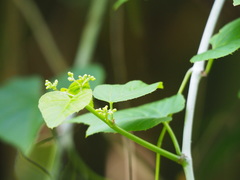 Cissus kerrii