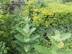 Asclepias syriaca