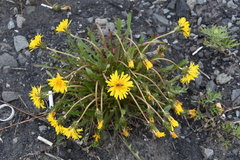 Taraxacum longicorne