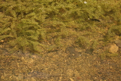 Fundulus diaphanus diaphanus