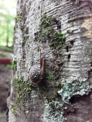 Euchemotrema