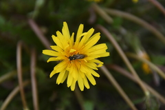 Taraxacum longicorne