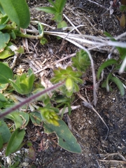 Androsace chamaejasme