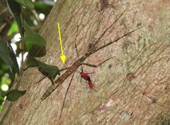Maculonecroscia shukayi