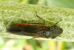 Homalodisca liturata