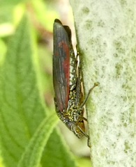 Homalodisca liturata