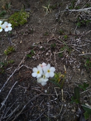 Androsace chamaejasme