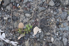 Arabidopsis lyrata petraea