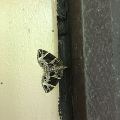 Gandaritis atricolorata